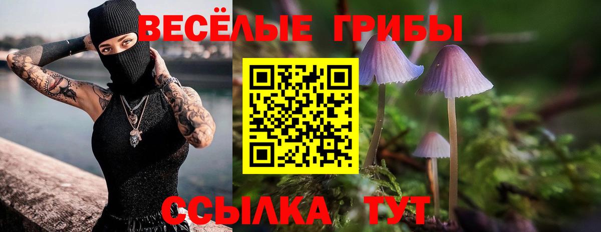 Галлюциногенные грибы Psilocybine cubensis Донской